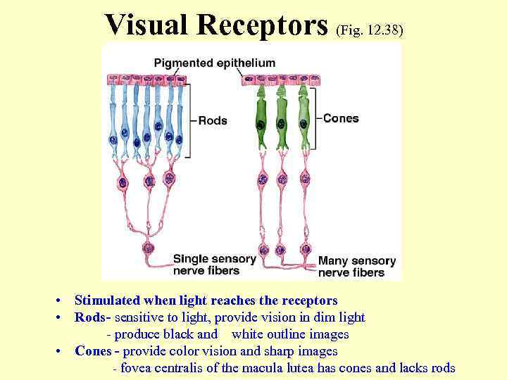 Visual Receptors (Fig. 12. 38) • Stimulated when light reaches the receptors • Rods-