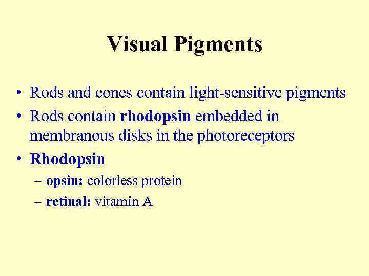 Visual Pigments • Rods and cones contain light-sensitive pigments • Rods contain rhodopsin embedded