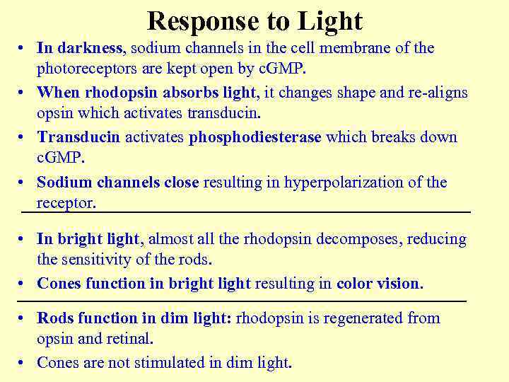 Response to Light • In darkness, sodium channels in the cell membrane of the