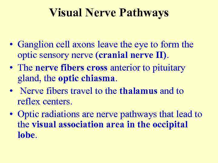 Visual Nerve Pathways • Ganglion cell axons leave the eye to form the optic