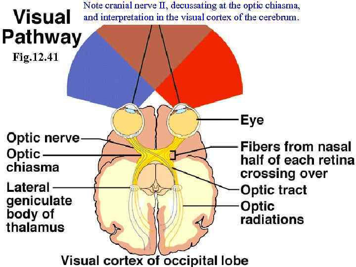 Note cranial nerve II, decussating at the optic chiasma, and interpretation in the visual