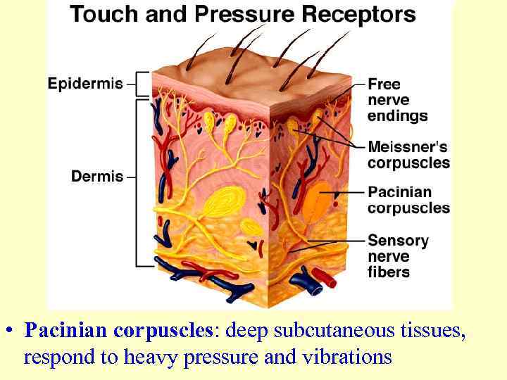  • Pacinian corpuscles: deep subcutaneous tissues, respond to heavy pressure and vibrations 