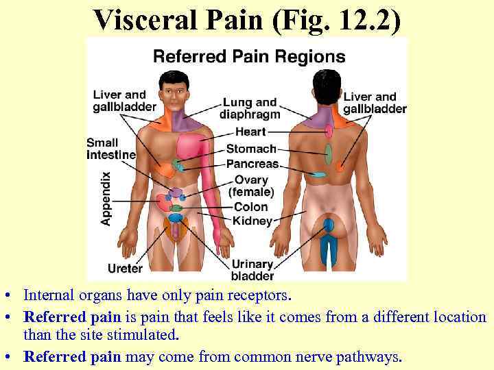 Visceral Pain (Fig. 12. 2) • Internal organs have only pain receptors. • Referred