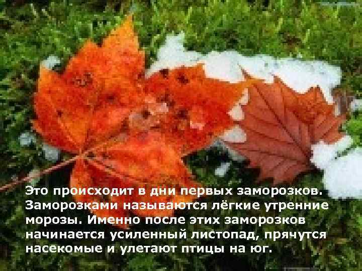 Это происходит в дни первых заморозков. Заморозками называются лёгкие утренние морозы. Именно после этих