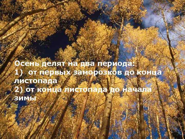 Осень делят на два периода: 1) от первых заморозков до конца листопада 2) от