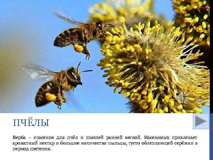 ПЧЁЛЫ Верба – спасение для пчёл и шмелей ранней весной. Насекомых привлекает ароматный нектар