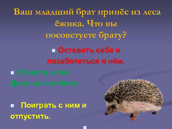 Ваш младший брат принёс из леса ёжика. Что вы посоветуете брату? Оставить себе и