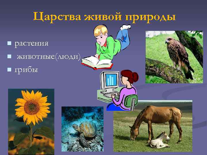 Царства живой природы растения n животные(люди) n грибы n 