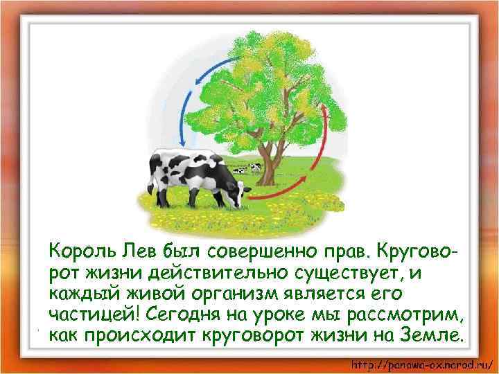Король Лев был совершенно прав. Круговорот жизни действительно существует, и каждый живой организм является