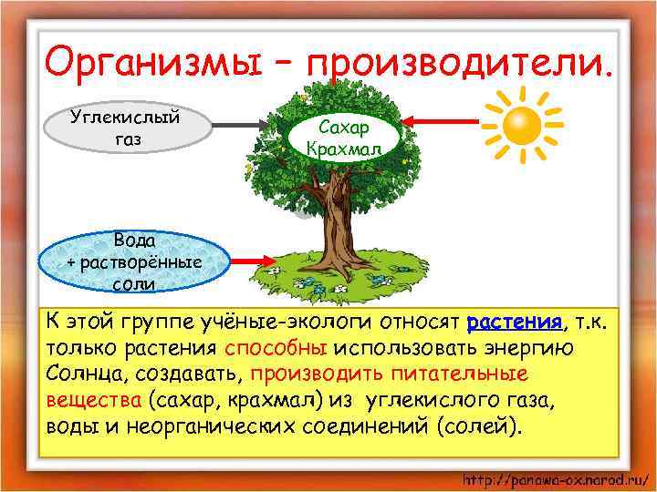 Организмы – производители. Углекислый газ Сахар Крахмал Вода + растворённые соли К этой группе