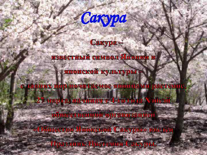 Сакура – известный символ Японии и японской культуры – с давних пор почитаемое японцами