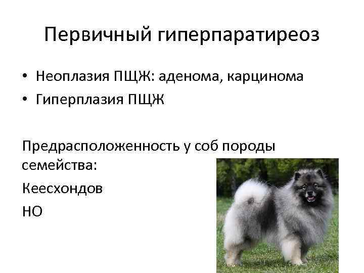 Первичный гиперпаратиреоз • Неоплазия ПЩЖ: аденома, карцинома • Гиперплазия ПЩЖ Предрасположенность у соб породы