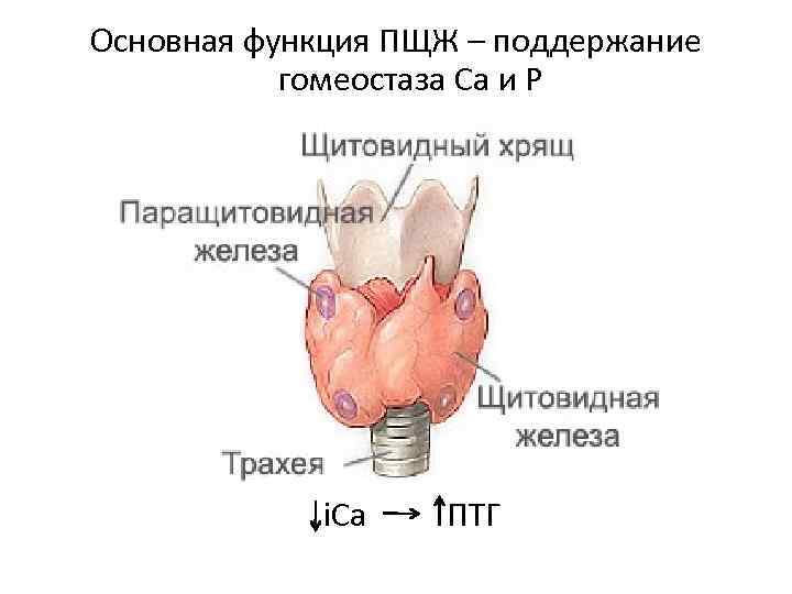 Основная функция ПЩЖ – поддержание гомеостаза Ca и P i. Ca ПТГ 