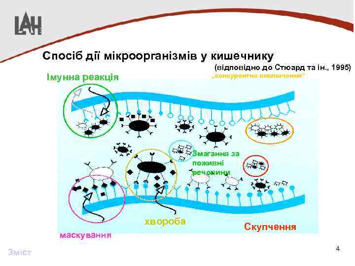 Спосіб дії мікроорганізмів у кишечнику (відповідно до Стюард та ін. , 1995) Імунна реакція