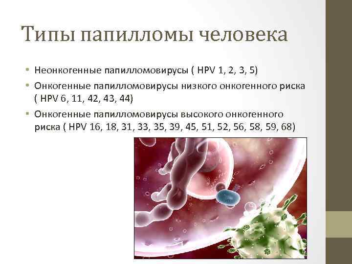 Типы папилломы человека • Неонкогенные папилломовирусы ( HPV 1, 2, 3, 5) • Онкогенные