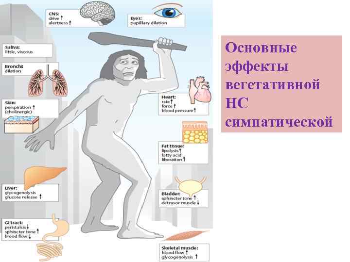 Основные эффекты вегетативной НС симпатической 