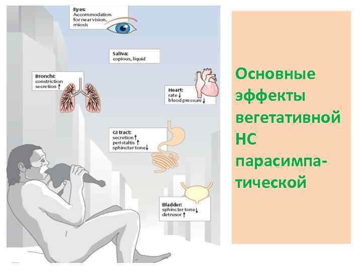 Основные эффекты вегетативной НС парасимпатической 