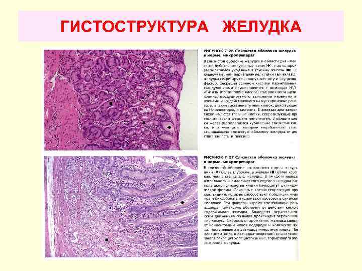 ГИСТОСТРУКТУРА ЖЕЛУДКА 