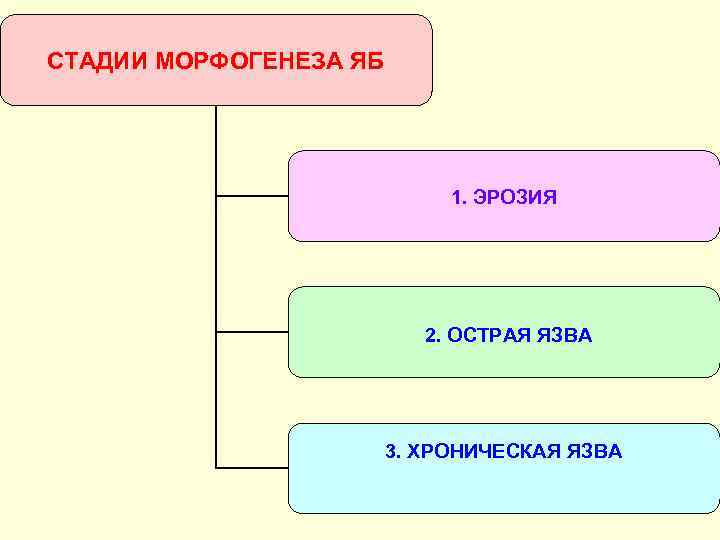 СТАДИИ МОРФОГЕНЕЗА ЯБ 1. ЭРОЗИЯ 2. ОСТРАЯ ЯЗВА 3. ХРОНИЧЕСКАЯ ЯЗВА 
