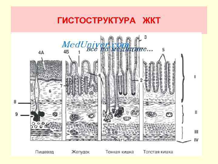 Общий план строения пищеварительной трубки гистология