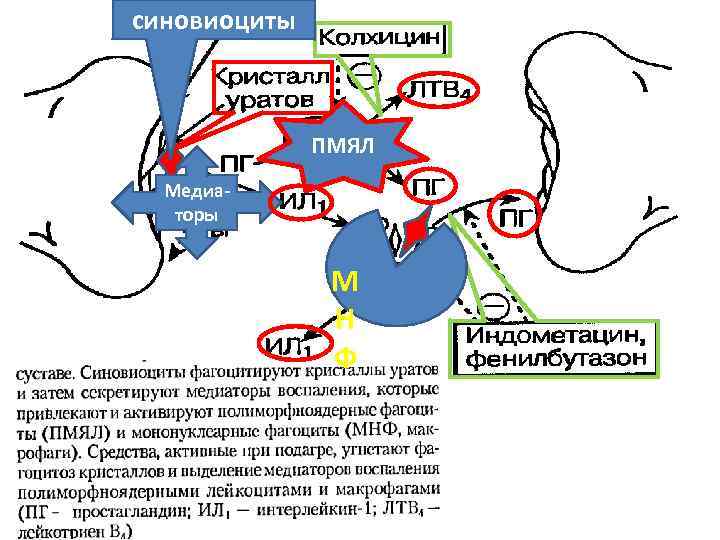 синовиоциты ПМЯЛ Медиаторы М Н Ф 