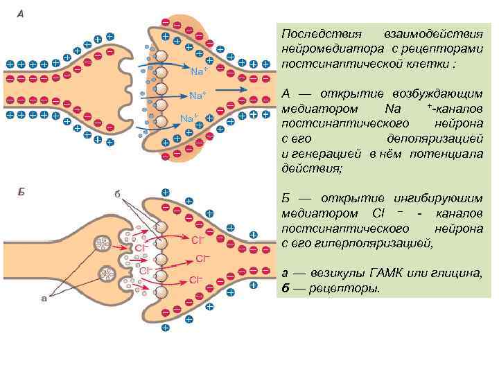 Последствия взаимодействия нейромедиатора с рецепторами постсинаптической клетки : А — открытие возбуждающим +-каналов медиатором