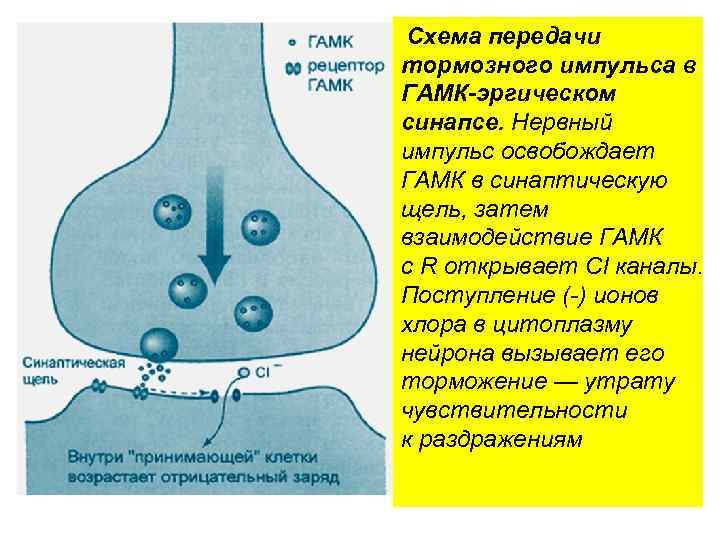  Схема передачи тормозного импульса в ГАМК-эргическом синапсе. Нервный импульс освобождает ГАМК в синаптическую