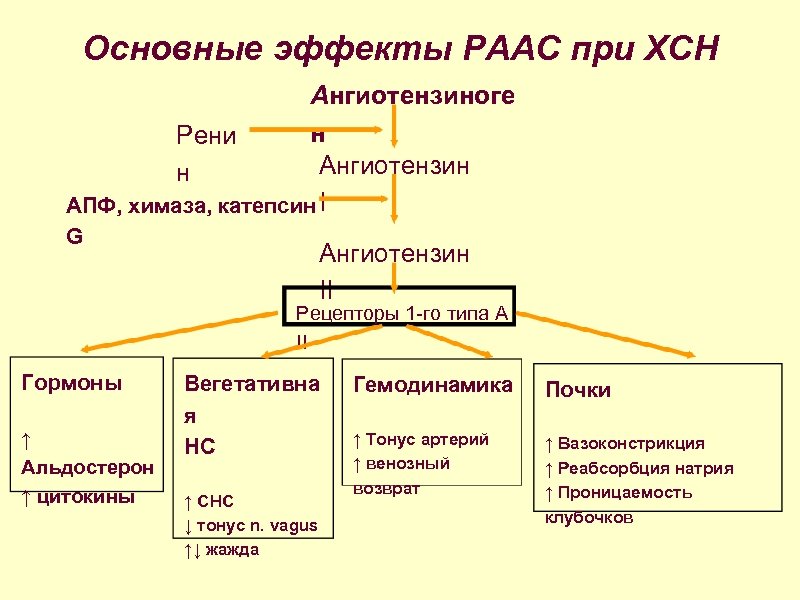 Основные эффекты РААС при ХСН Ангиотензиноге н Рени Ангиотензин н АПФ, химаза, катепсин I