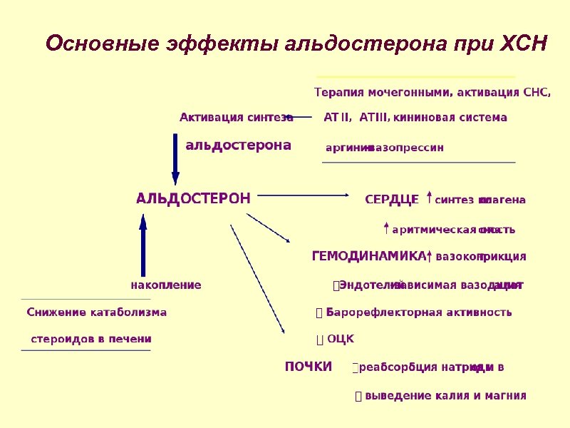 Основные эффекты альдостерона при ХСН 