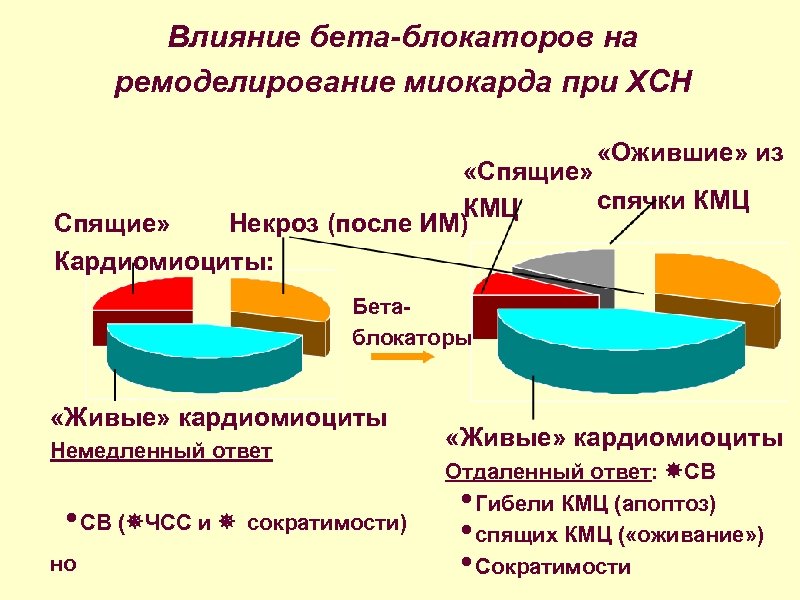 Влияние бета-блокаторов на ремоделирование миокарда при ХСН «Ожившие» из «Спящие» спячки КМЦ Спящие» Некроз