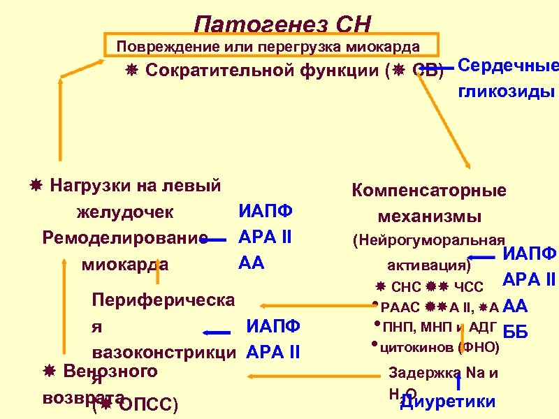 Патогенез СН Повреждение или перегрузка миокарда Сократительной функции ( СВ) Сердечные гликозиды Нагрузки на