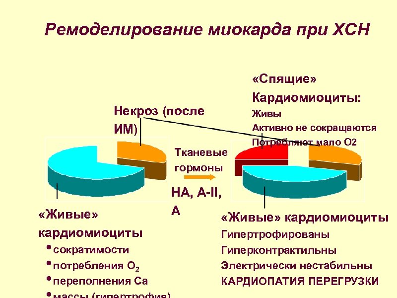 Ремоделирование миокарда при ХСН «Спящие» Кардиомиоциты: Некроз (после ИМ) Тканевые гормоны «Живые» кардиомиоциты •