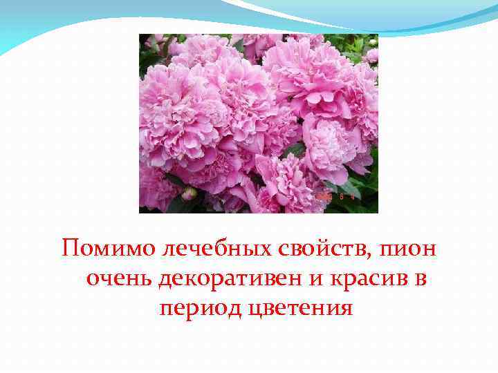 Помимо лечебных свойств, пион очень декоративен и красив в период цветения 