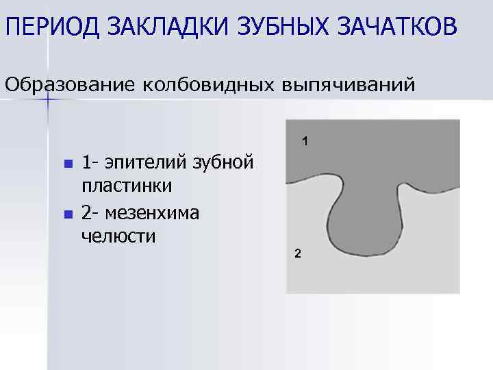 Зачаток 5 букв