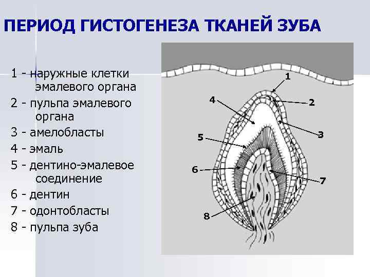 Развитие зуба схема гистология