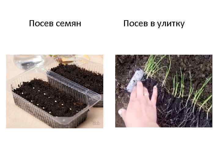 Посев семян Посев в улитку 