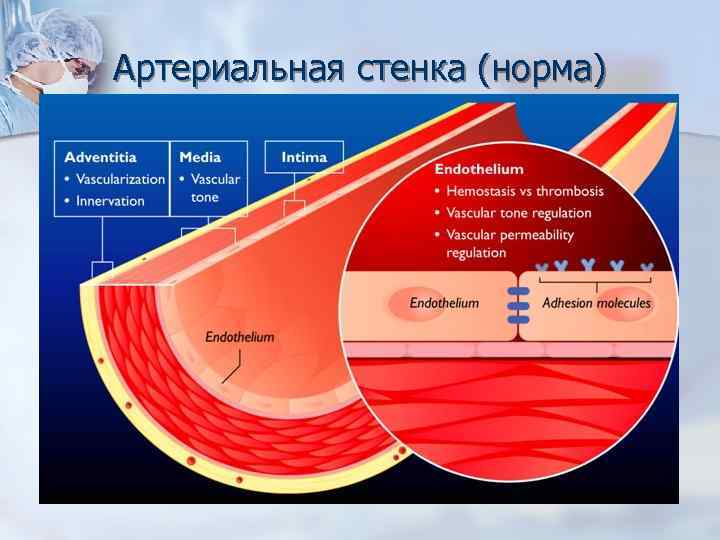 Артериальная стенка (норма) 