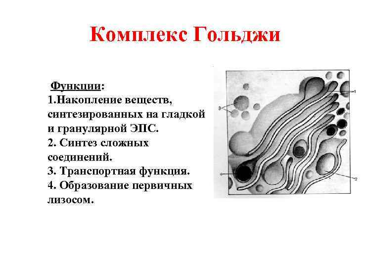 Комплекс Гольджи Функции: 1. Накопление веществ, синтезированных на гладкой и гранулярной ЭПС. 2. Синтез