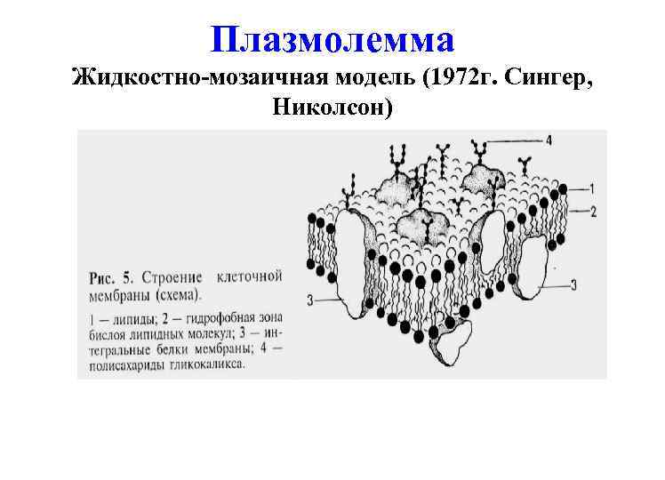 Схема плазмолеммы гистология