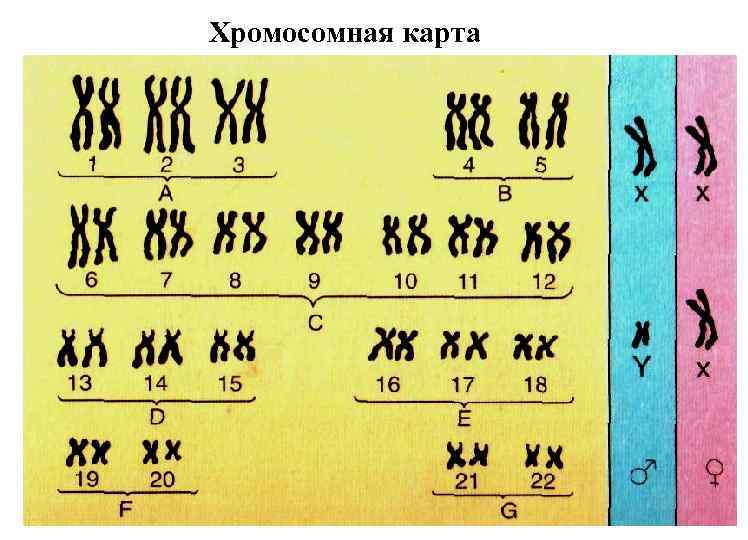 Хромосомная карта человека