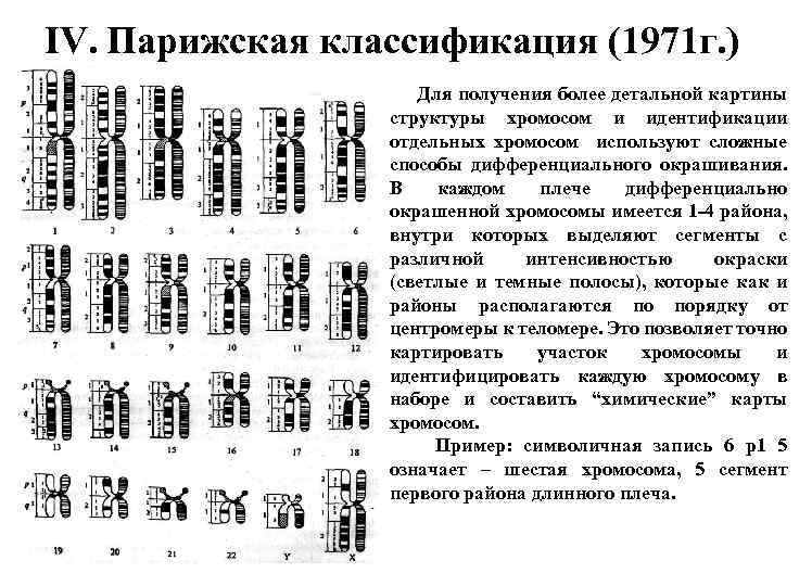 6 что такое карта хромосом