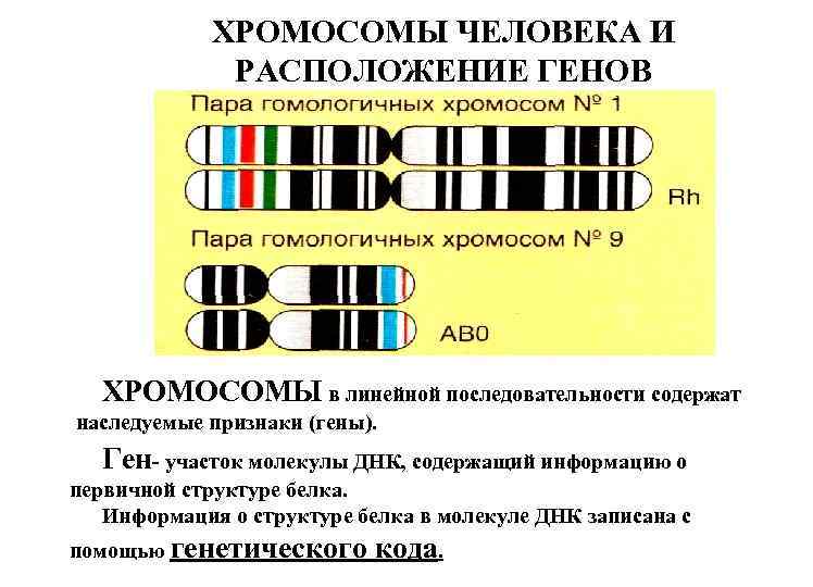 Картирование хромосом человека презентация 10 класс