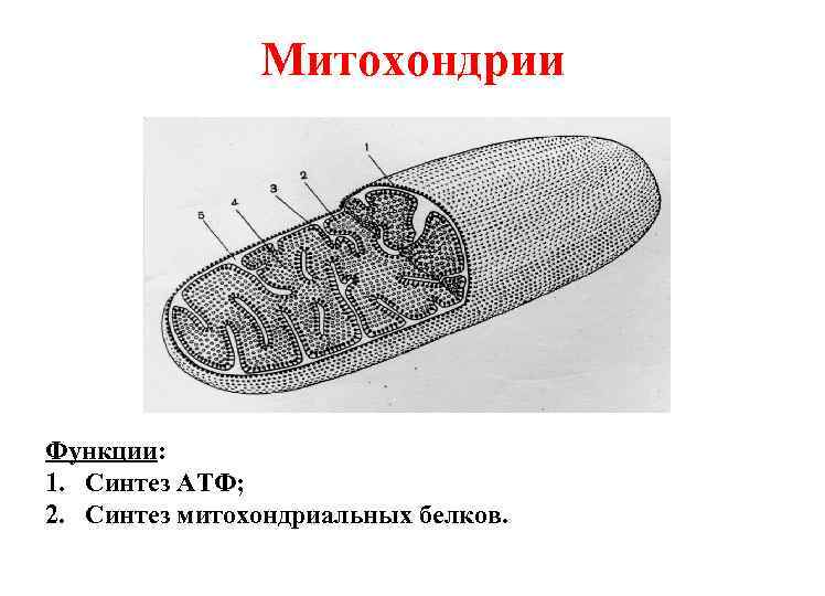 Рисунок митохондрии с подписями