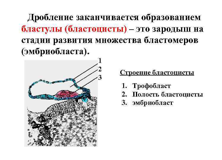 Дробление заканчивается образованием бластулы (бластоцисты) – это зародыш на стадии развития множества бластомеров (эмбриобласта).