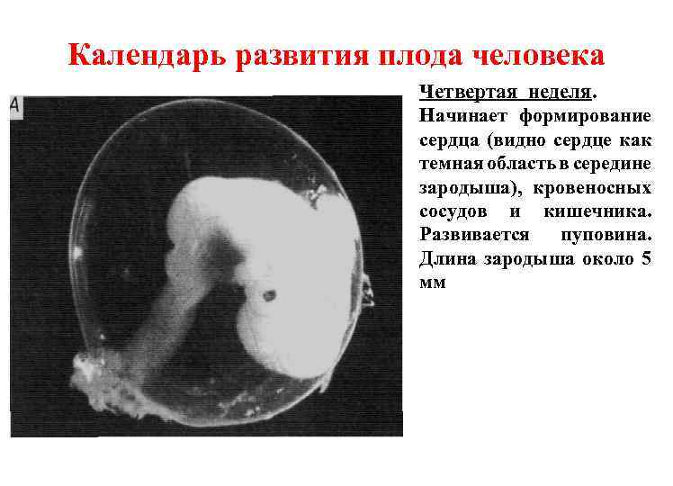 Календарь развития плода человека Четвертая неделя. Начинает формирование сердца (видно сердце как темная область