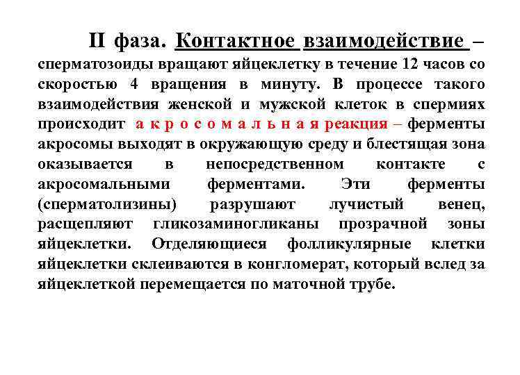 II фаза. Контактное взаимодействие – сперматозоиды вращают яйцеклетку в течение 12 часов со скоростью