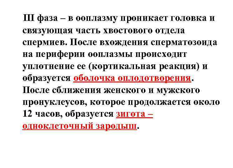 III фаза – в ооплазму проникает головка и связующая часть хвостового отдела спермиев. После