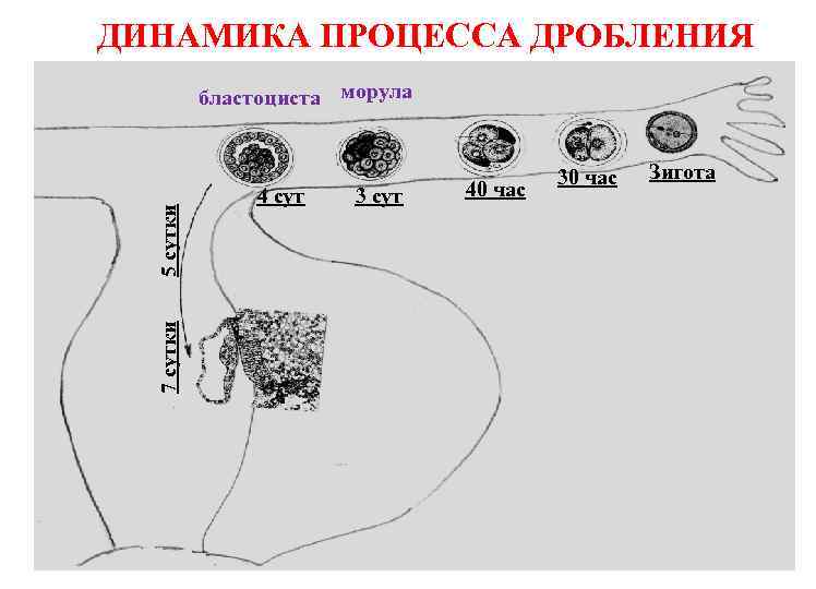 ДИНАМИКА ПРОЦЕССА ДРОБЛЕНИЯ 7 сутки 5 сутки бластоциста морула 4 сут 3 сут 40