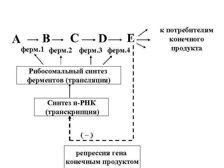 A B C D E ферм. 1 ферм. 2 ферм. 3 ферм. 4 Рибосомальный