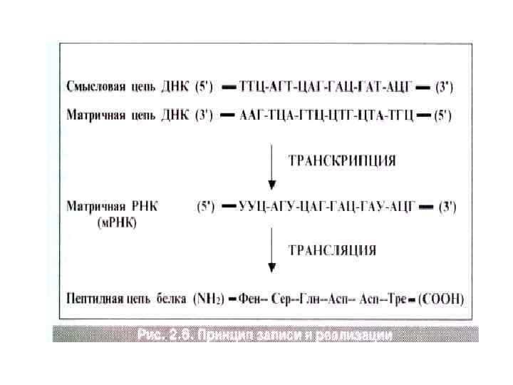 Кодирующая цепь гена. Смысловая цепь ДНК. Матричная и смысловая цепь ДНК. Смысловая и транскрибируемая цепь ДНК. Кодирующая и матричная цепь ДНК.